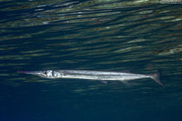 Tylosurus crocodilus (Houndfish)