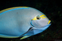 Acanthurus mata (Yellowmask Surgeonfish)