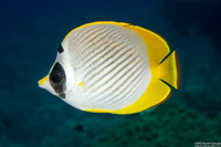 Chaetodon adiergastos (Panda Butterflyfish)