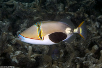 Rhinecanthus verrucosus (Blackpatch Triggerfish)