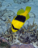 Diploprion bifasciatum (Doublebanded Soapfish)