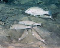 Mulloidichthys flavolineatus (Yellowstripe Goatfish)