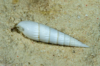 Hastula albula (White-Banded Augur)