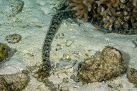 Synapta maculata (Spotted Worm Sea Cucumber)