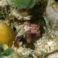 Trionectes spiniferus (Thorny Swimming Crab)