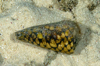 Conus bandanus (Banded Marble Cone)