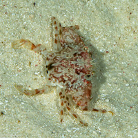 Trionectes spiniferus (Thorny Swimming Crab)