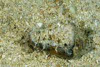 Terestrombus fragilis (Fragile Conch)