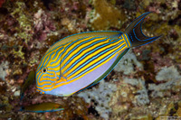 Acanthurus lineatus (Striped Surgeonfish)