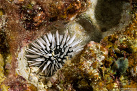 Echinometra mathaei (Rock-Boring Urchin)