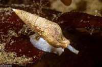 Ophiodermella inermis (Mudflat Snail)
