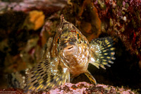 Oxylebius pictus (Painted Greenling)