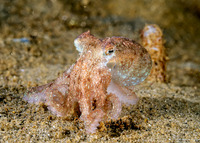 Octopus rubescens (Red Octopus)