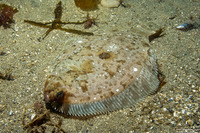 Pleuronichthys coenosus (C-O Sole)
