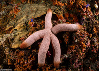 Thromidia catalai (Catala's Star)