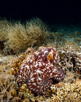 Octopus cyanea (Day Octopus)