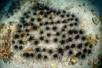 Diadema setosum (Black Longspine Sea Urchin)