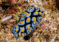 Phyllidia picta (Painted Phyllidia)