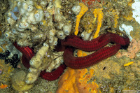 Leiaster speciosus (Velvety Sea Star)