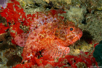 Parascorpaena picta (Painted Scorpionfish)