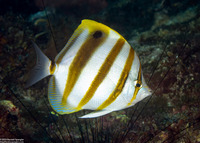 Parachaetodon ocellatus (Sixspine Butterflyfish)