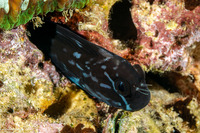 Ecsenius namiyei (Black Coralblenny)