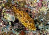 Pseudomonacanthus macrurus (Strapweed Filefish)
