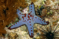 Pentaceraster alveolatus (Honeycomb Sea Star)