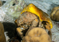 Lauridromia dehaani (De Haan's Sponge Crab)