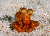 Octopus sp.1 (Octopus sp.1)