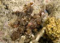 Camposcia retusa (Blunt Decorator Crab)