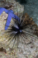 Diadema savignyi (Savigny's Long-Spined Urchin)