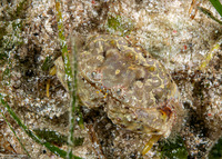 Calappa liaoi (Ocellated Box Crab)