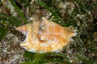 Euprotomus bulla (Bubble Conch)