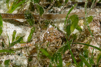 Rhinolambrus pelagicus (Pelagic Elbow Crab)