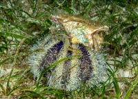 Tripneustes gratilla (Collector Urchin)