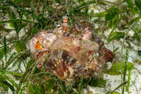 Calliactis polypus (Hermit Crab Anemone)
