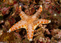Neoferdina insolita (Unusual Sea Star)
