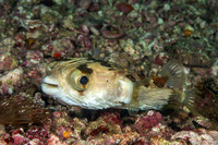 Diodon holocanthus (Longspine Porcupinefish)