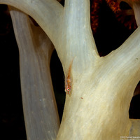 Pleurosicya boldinghi (Soft-Coral Ghostgoby)