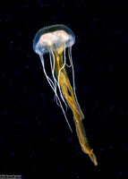 Pelagia noctiluca (Luminescent Jellyfish)