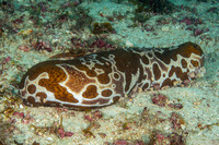 Bohadschia ocellata (Ocellated Sea Cucumber)