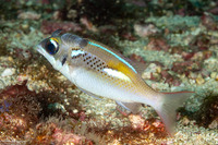 Anilocra sp.1 (Parasitic Isopod)