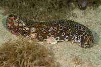 Bohadschia ocellata (Ocellated Sea Cucumber)