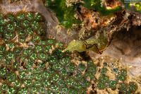 Zoanthus sansibaricus (Zoanthus Sansibaricus)