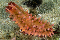 Colochirus quadrangularis (Thorny Sea Cucumber)