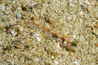 Arcygobius baliurus (Sand Goby)