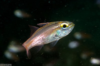 Ostorhinchus monospilus (Yelloweye Cardinalfish)