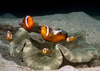 Stichodactyla haddoni (Haddon's Sea Anemone)