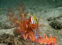 Colochirus quadrangularis (Thorny Sea Cucumber)